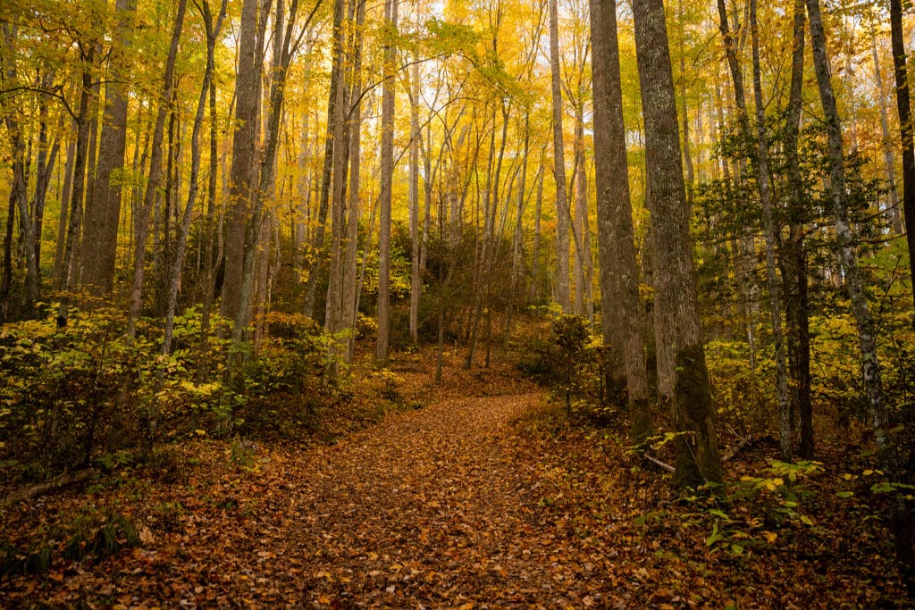Yellow Leaves Highlight Thick Forest In Great Smoky Mountains Na